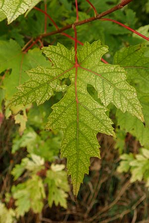 Acer saccharinum \ Silber-Ahorn / Silver Maple, D Mannheim 21.10.2015