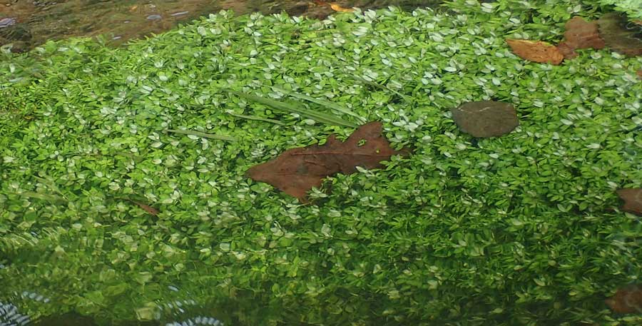 Callitriche hamulata \ Haken-Wasserstern / Intermediate Water Starwort, D Eppenbrunn 3.11.2022