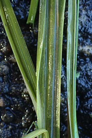 Zannichellia palustris \ Teichfaden / Horned Pondweed, D Karlsruhe 30.10.2025