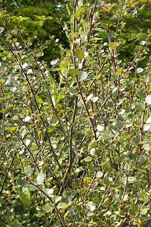 Betula nana \ Zwerg-Birke / Dwarf Birch, D Botan. Gar.  Universit.  Mainz 11.7.2009