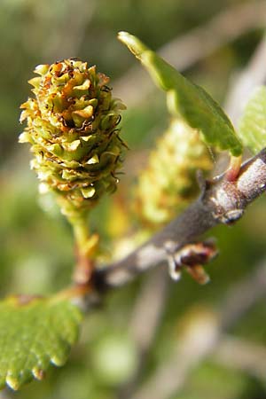 Betula nana \ Zwerg-Birke / Dwarf Birch, D Botan. Gar.  Universit.  Mainz 11.7.2009