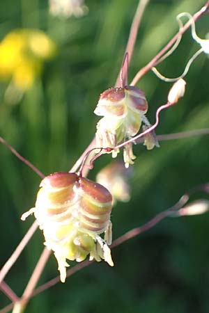 Briza media \ Gewhnliches Zittergras / Common Quaking Grass, D Pfronten 28.6.2016