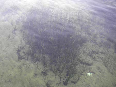 Zostera marina \ Gewhnliches Seegras / Eelgrass, D Fehmarn 15.8.2010