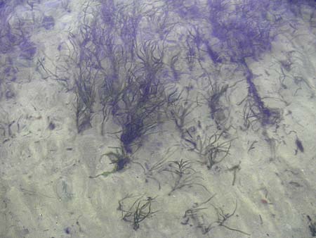 Zostera marina \ Gewhnliches Seegras / Eelgrass, D Fehmarn 15.8.2010