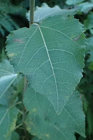 Populus tremula \ Zitter-Pappel, Espe / Aspen, D Neckarsteinach 24.8.2024