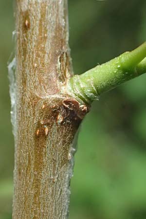 Populus tremula \ Zitter-Pappel, Espe / Aspen, D Mannheim 17.5.2025