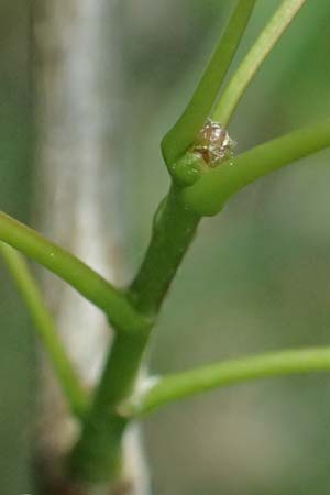 Populus tremula \ Zitter-Pappel, Espe / Aspen, D Mannheim 17.5.2025