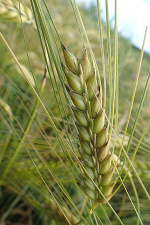 Hordeum distichon \ Zweizeilige Gerste, D Neuleiningen 15.6.2016