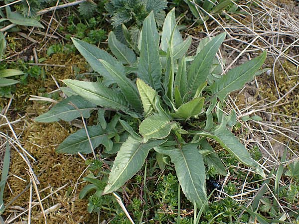 Bunias orientalis \ Orientalisches Zackenschtchen / Warty Cabbage, D Neuleiningen 28.3.2021