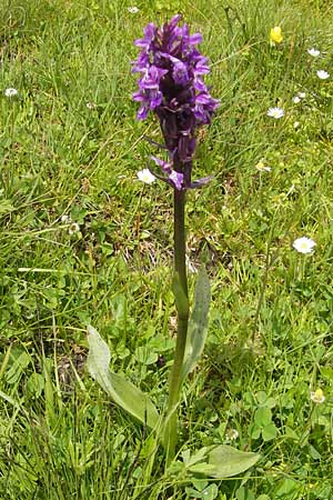 Dactylorhiza alpestris x fuchsii, D   Oberstdorf 22.6.2011 