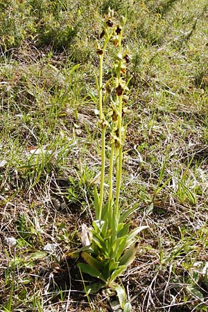 Ophrys araneola x insectifera, D   Bad Ditzenbach 4.5.2014 
