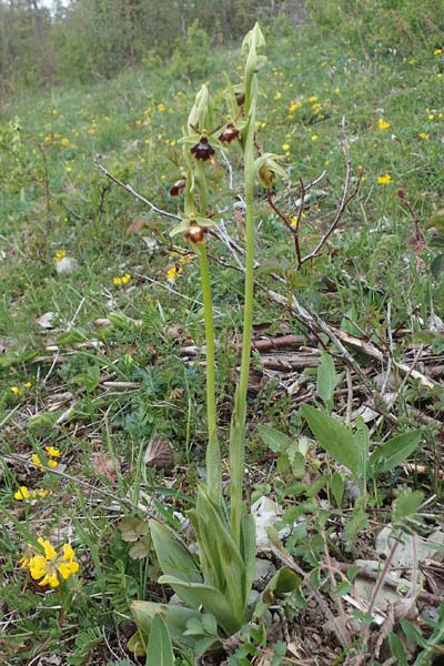 Ophrys araneola x insectifera, D   Königheim 3.5.2021 