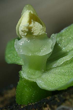 Epipactis leptochila var. altensteiniana \ Altenstein-Ständelwurz / Altenstein Helleborine, D  Rhön 17.7.2016 (Photo: Helmut Presser)