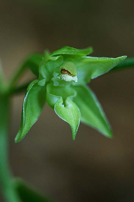Epipactis leptochila var. altensteiniana \ Altenstein-Ständelwurz / Altenstein Helleborine, D  Rhön 17.7.2016 (Photo: Helmut Presser)
