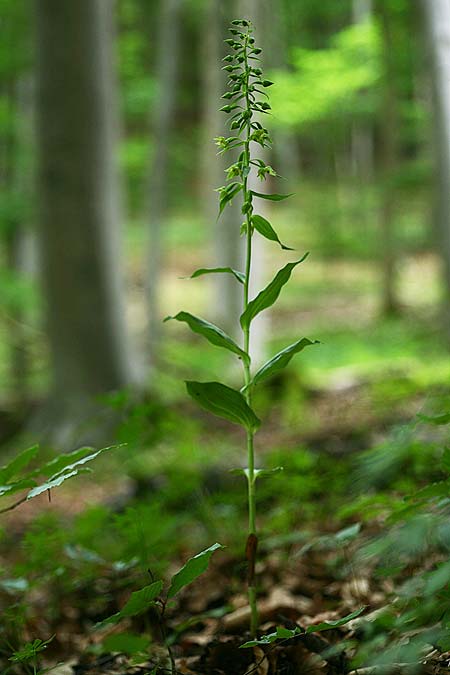 Epipactis leptochila var. altensteiniana \ Altenstein-Ständelwurz / Altenstein Helleborine, D  Rhön 17.7.2016 (Photo: Helmut Presser)