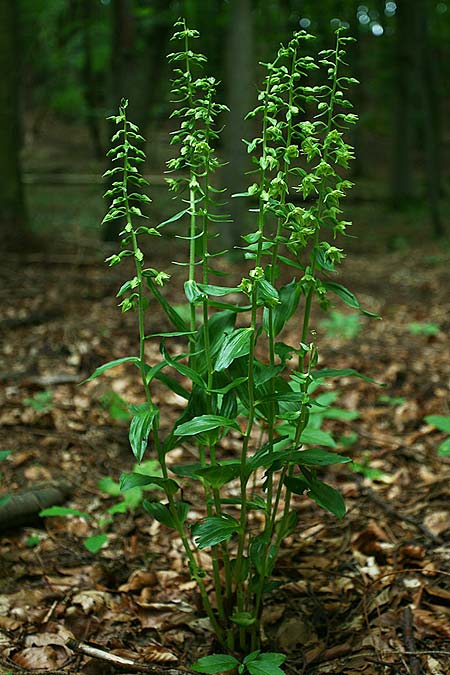 Epipactis leptochila var. altensteiniana \ Altenstein-Ständelwurz / Altenstein Helleborine, D  Rhön 17.7.2016 (Photo: Helmut Presser)