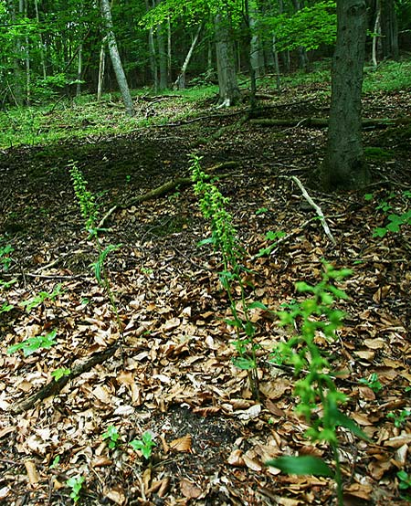 Epipactis leptochila var. altensteiniana \ Altenstein-Ständelwurz / Altenstein Helleborine, D  Rhön 17.7.2016 (Photo: Helmut Presser)