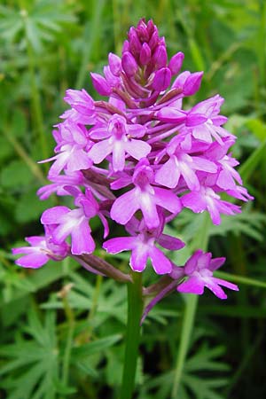 Anacamptis pyramidalis \ Pyramidenorchis, Hundswurz, D  Hemsbach 27.5.2014 