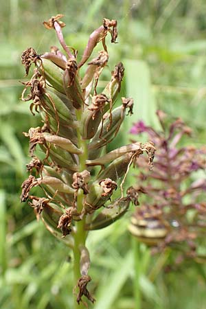 Anacamptis pyramidalis \ Pyramidenorchis, Hundswurz, D  Büttelborn 23.6.2018 