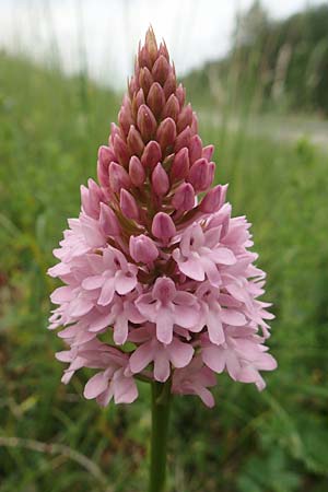 Anacamptis pyramidalis \ Pyramidenorchis, Hundswurz, D  Iffezheim 22.5.2020 