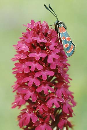 Anacamptis pyramidalis \ Pyramidenorchis, Hundswurz (mit Esparsetten-Widderchen Zygaena carniolica), D  Bad Ditzenbach 30.6.2004 