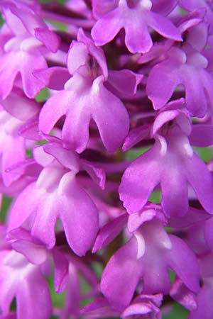 Anacamptis pyramidalis \ Pyramidenorchis, Hundswurz, D  Zeutern 29.5.2008 
