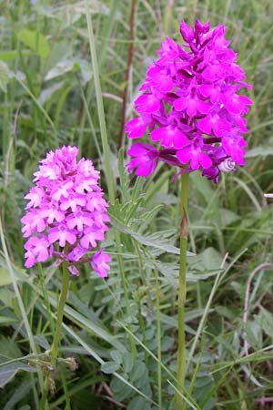 Anacamptis pyramidalis \ Pyramidenorchis, Hundswurz, D  Zeutern 29.5.2008 