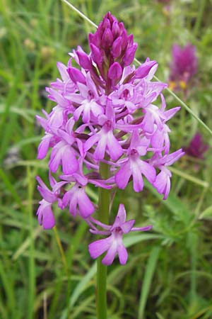 Anacamptis pyramidalis \ Pyramidenorchis, Hundswurz, D  Östringen-Eichelberg 29.5.2016 