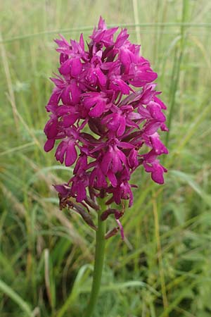 Anacamptis pyramidalis \ Pyramidenorchis, Hundswurz, D  Weinheim an der Bergstraße 19.6.2016 