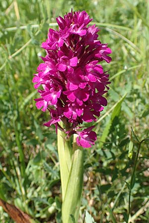 Anacamptis pyramidalis \ Pyramidenorchis, Hundswurz, D  Bruchsal 27.5.2020 