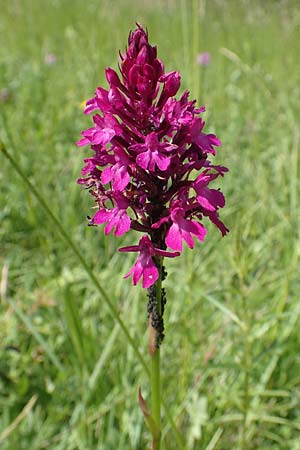 Anacamptis pyramidalis \ Pyramidenorchis, Hundswurz, D  Bruchsal 27.5.2020 