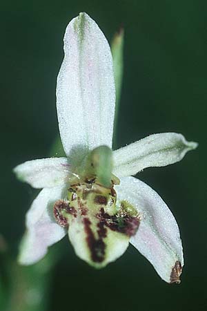 Ophrys apifera var. saraepontana / Saarbruecken Bee Orchid, D  Kehl 18.6.2005 