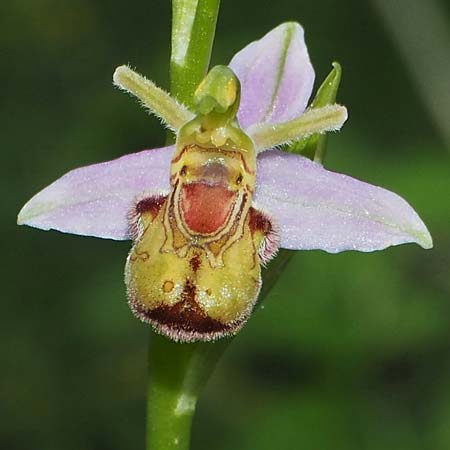 Ophrys apifera var. cambrensis / Welsh Bee Orchid, D  Kaiserstuhl Liliental 7.6.2022 (Photo: Uwe Reinbold)