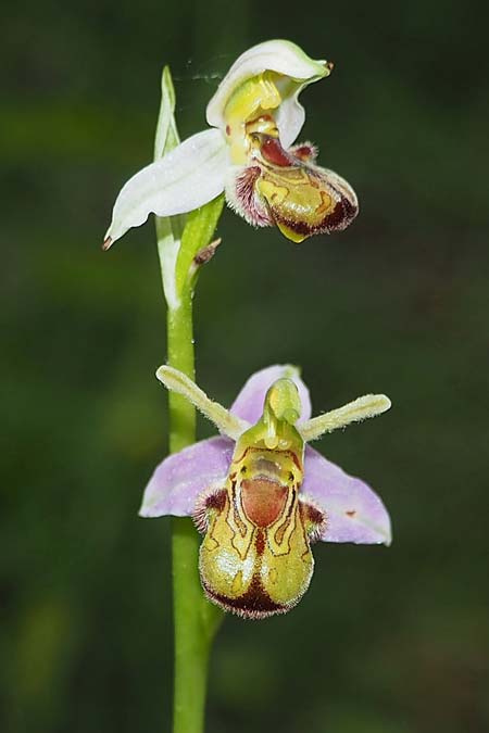 Ophrys apifera var. cambrensis / Welsh Bee Orchid, D  Kaiserstuhl Liliental 7.6.2022 (Photo: Uwe Reinbold)