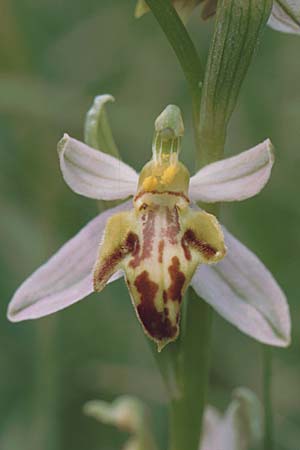 Ophrys apifera var. trollii \ Trolls Bienen-Ragwurz / Troll's Bee Orchid, D  Nord-/Northern Eifel 10.6.2000 