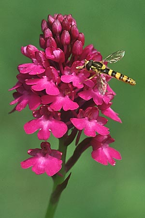 Anacamptis pyramidalis \ Pyramidenorchis, Hundswurz (mit Schwebfliege Sphaerophoria scripta), D  Bad Ditzenbach 30.6.2004 