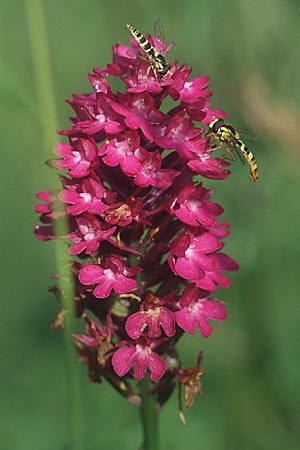 Anacamptis pyramidalis, Schwebfliegen / hoverflies Sphaerophoria scripta, D Schwäbische Alb 25.7.2004