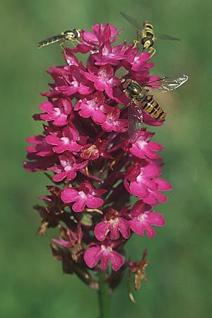 Anacamptis pyramidalis, Schwebfliegen / hoverflies Sphaerophoria scripta + Episyrphus balteatus, D Schwäbische Alb 25.7.2004