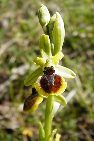 Ophrys araneola \ Kleine Spinnen-Ragwurz, D  Bad Ditzenbach 4.5.2014 