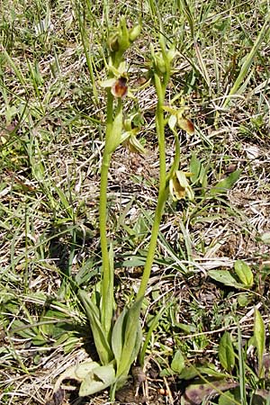 Ophrys araneola \ Kleine Spinnen-Ragwurz, D  Bad Ditzenbach 4.5.2014 