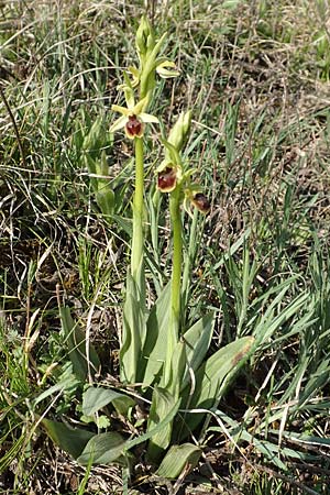 Ophrys araneola \ Kleine Spinnen-Ragwurz, D  Werbach 8.4.2017 