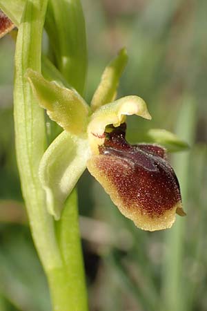 Ophrys araneola \ Kleine Spinnen-Ragwurz, D  Werbach 8.4.2017 