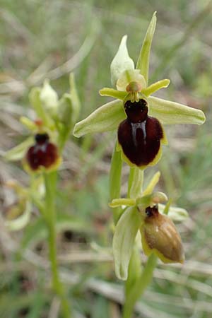Ophrys araneola \ Kleine Spinnen-Ragwurz, D  Bad Ditzenbach 3.5.2019 
