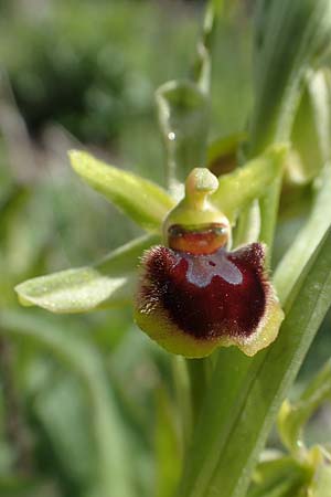 Ophrys araneola \ Kleine Spinnen-Ragwurz, D  Königheim 3.5.2021 