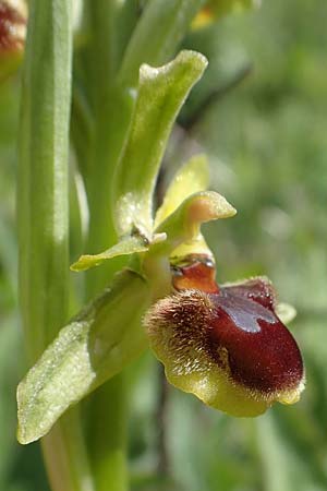 Ophrys araneola \ Kleine Spinnen-Ragwurz, D  Königheim 3.5.2021 
