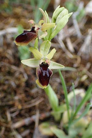 Ophrys araneola \ Kleine Spinnen-Ragwurz, D  Königheim 3.5.2021 