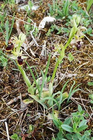 Ophrys araneola \ Kleine Spinnen-Ragwurz, D  Königheim 3.5.2021 
