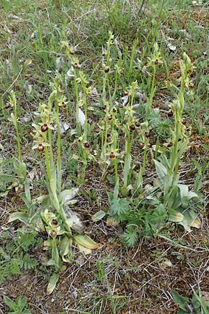 Ophrys araneola \ Kleine Spinnen-Ragwurz, D  Königheim 3.5.2021 