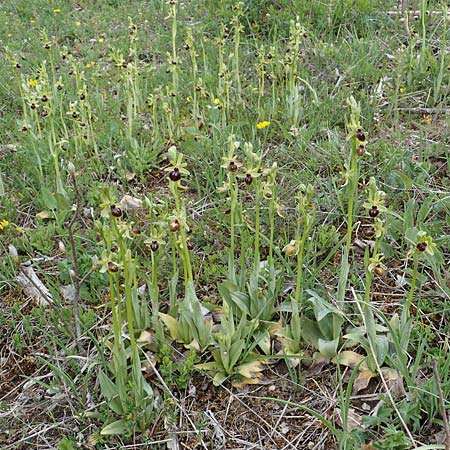 Ophrys araneola \ Kleine Spinnen-Ragwurz, D  Königheim 3.5.2021 