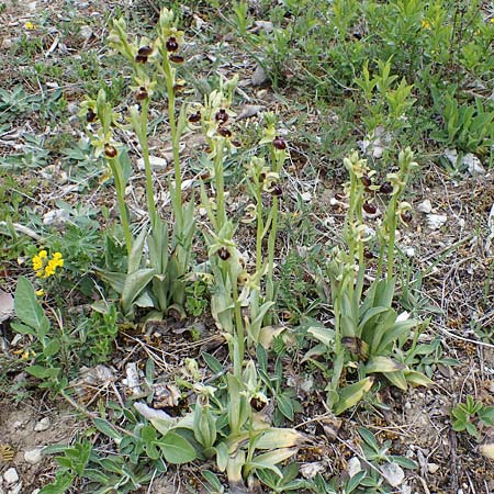 Ophrys araneola \ Kleine Spinnen-Ragwurz, D  Königheim 3.5.2021 